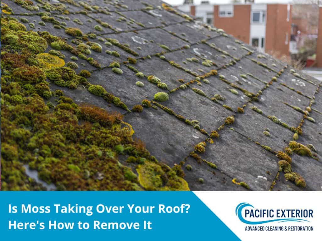 Is Moss Taking Over Your Roof? Here'S How To Remove It 1 Is moss taking over your roof? Here's how to remove it
