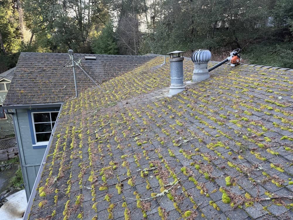 Why Insurance Companies Require Roof Cleaning — And What To Do If Your Policy Is At Risk 1 Moss and biological growth on asphalt shingle roof — insurance cancellation risk