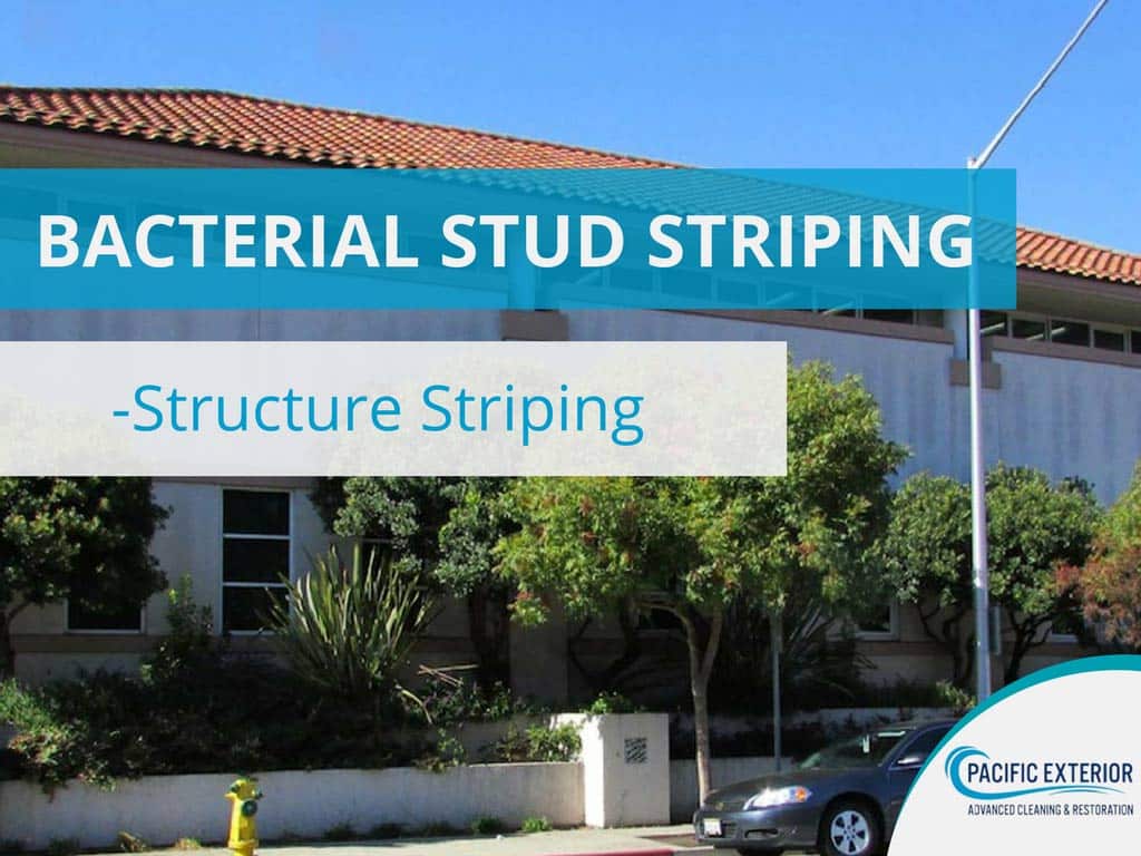 Bacterial stud striping