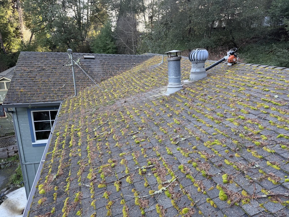 Moss and biological growth on asphalt shingle roof — insurance cancellation risk