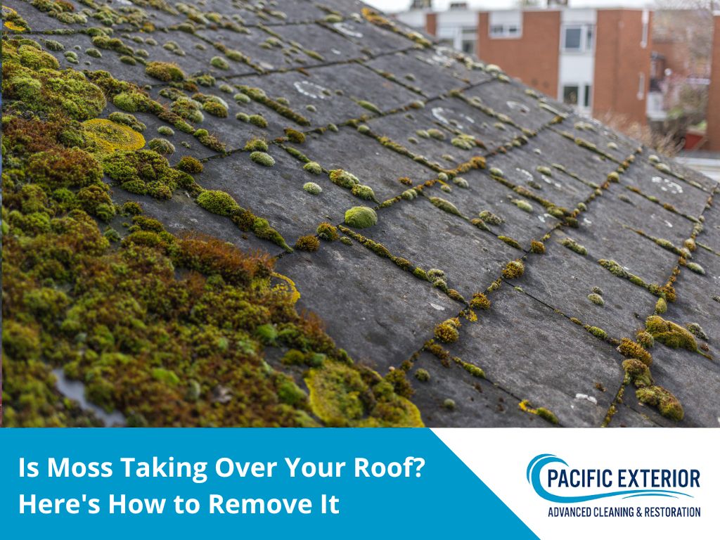 Is Moss Taking Over Your Roof? Here's How to Remove It